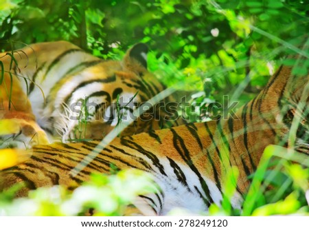 two tigers sleeping in the jungle