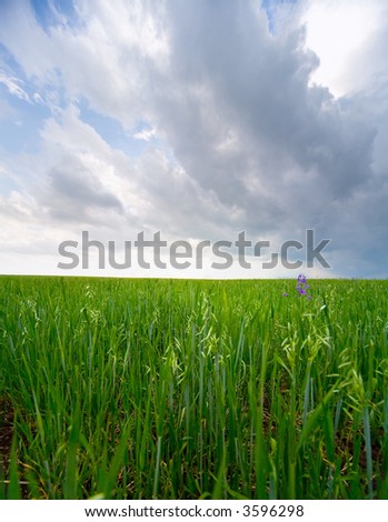 Earth & sky: grass #4