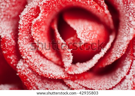 Frozen red rose in white frost. Rose petals in small ice crystals surrounding the flower