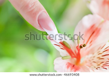 Finger with long acrylic fingernail and beautiful manicure touch a flower