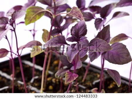 Purple basil sprouts in plastic containers