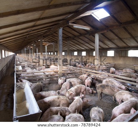 Vanish view of Inside of Big breeding pig farm