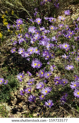 Purple asters survive the harsh conditions  of the South Rim at the Grand Canyon National Park, Arizona