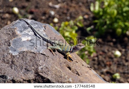 Collared lizard,  ( Crotopytus collaris ), Wupatki National Monument, Arizona