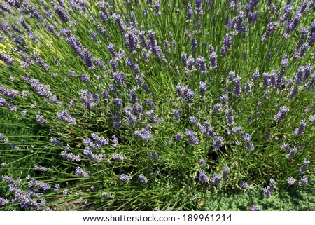 Detail, lavender in bloom, Seattle garden,Pacific Northwest
