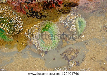 Green sea anemone under quiet water in a tide pool near Yaquina Head, Oregon coast.Anthopleura xanthogrammica,   is a species of intertidal sea anemone of the family Actiniidae.