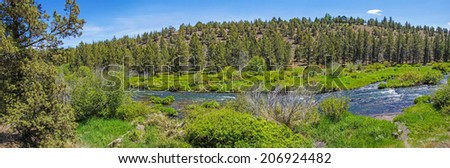 Conifer forest along the Deschutes River  in the high desert of central Oregon, near Redmond.