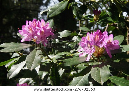 Bright pink rhododendron flowers, spring on the  Oregon Coast