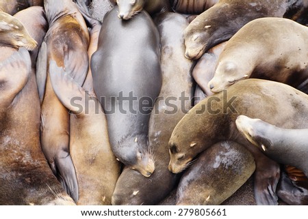 California sea lions sleep in huddled piles on a crowded wharf,  (Zalophus californianus) , Newport Bay Harbor,Oregon coast