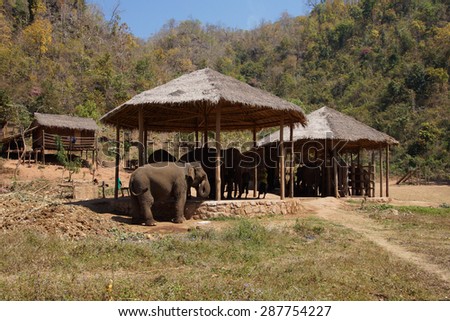 Young male elephant, 5 years old waits outside shaded compound,  Elephant conservation camp near Kalaw Myanmar (Burma)
