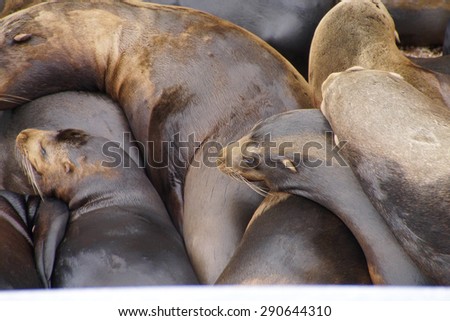 California sea lions sleep in huddled piles on a crowded wharf,  (Zalophus californianus) , Newport Bay Harbor,Oregon coast