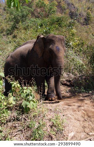 Female elephant walking to the stream for her daily bath,  Myanmar (Burma)