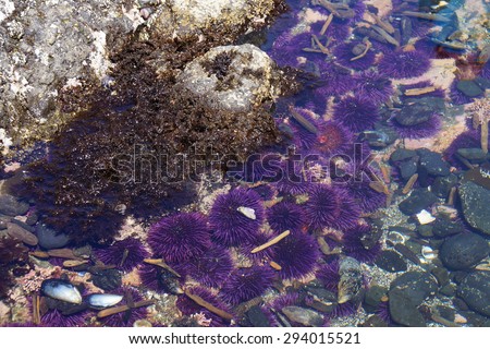 Purple sea urchins in tidepool, ( Strongylocentrotus purpuratus ),  Cobble Beach, Yaquina Head,  Oregon Coast
