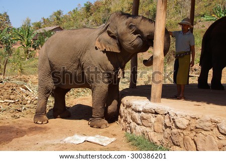 KALAW, BURMA - FEB 27, 2015 - Mahout trainer with his elephant in the  Elephant conservation camp near Kalaw Myanmar (Burma)