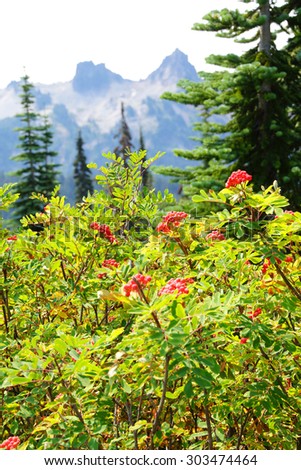 Red berries on mountain ash,  with Tatoosh range in background, Mount Rainier National Park