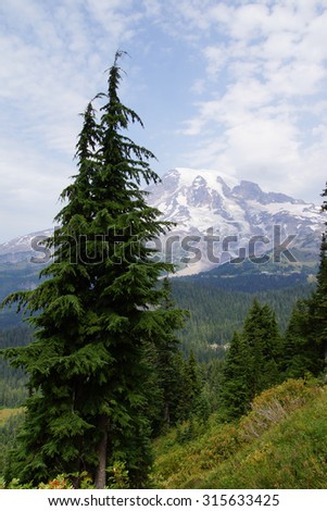 South face and glaciers of Mt. Rainier, with conifer forest,Mount Rainier National Park