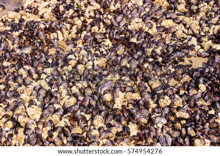 Blue barnacles coupons