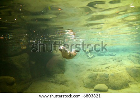 River otter, swimming  underwater,	[Lutra canadensis], 	High Desert Museum,	Central Oregon