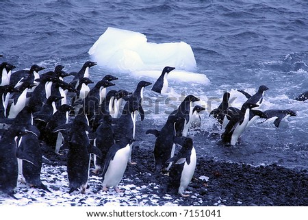 Adelie penguins, jumping into the ocean,	[Pygoscelis adeliae]	Brown Bluff,	Antarctica