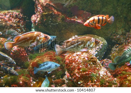 Fish swimming near reef,		Aquarium, Newport, 	Oregon coast