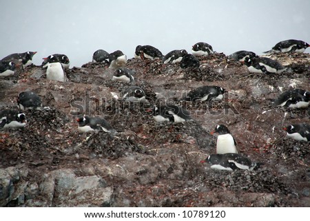 Gentoo penguin colony, nesting birds, light snow storm,	[Pygoscelis papua]	Cuverville Island,	Antarctica