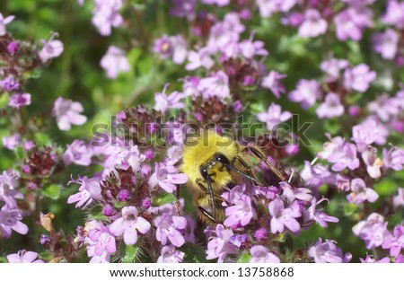 Honeybee gathering pollen from spring thyme flowers,			Seattle, Pacific Northwest
