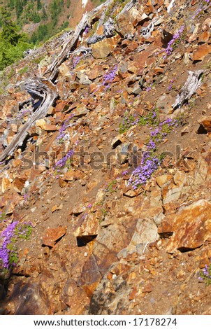 Mountain wildflowers - penstemon on dry, rocky slopes,	Snoqualmie Pass,	North Cascades, Washington