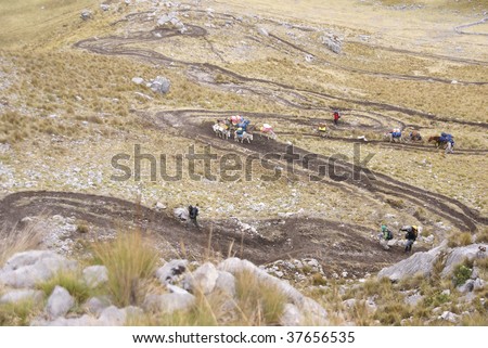 Mule train, carrying loads in high mountains of  Cordillera Huayhuash, Andes,  Peru, South America