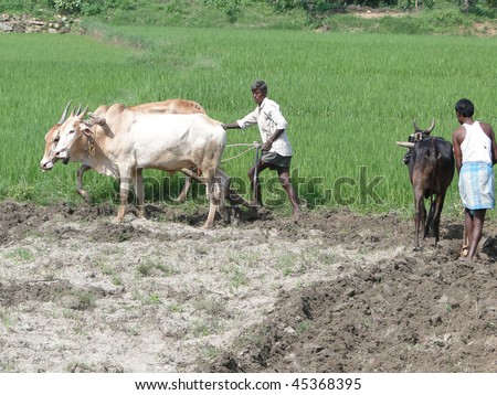 ANDHRA PRADESH, INDIA, NOV 27 -  Indian farmer plows with bullocks,  on Nov 27, 2009,  in Andhra Pradesh, India.