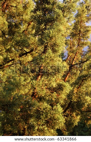 Juniper tree before thunderstorm,high desert, Central Oregon