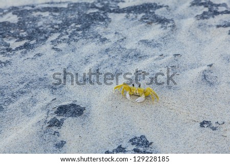 soft-shell crab on the sand