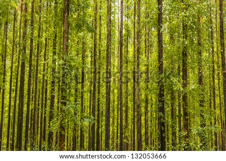 photo of an eucalyptus forest.