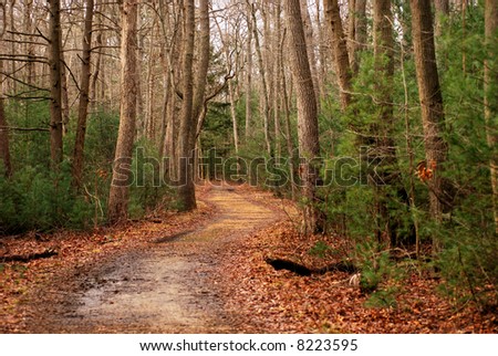 pine tree road