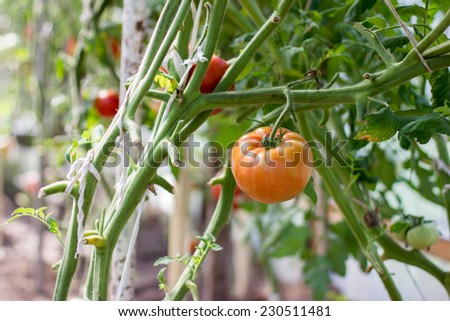 Ripe tomatoes environmentally friendly growing in a greenhouse.