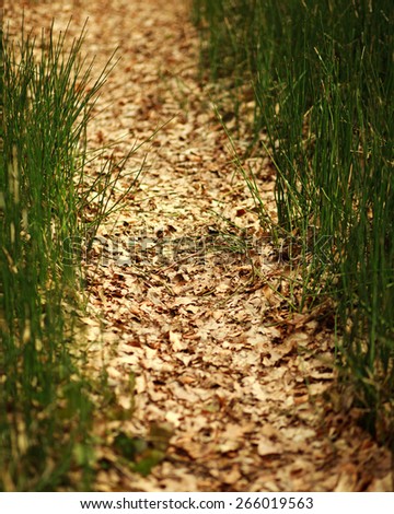 Forest path of fallen leaves in the middle of green grass, nature background