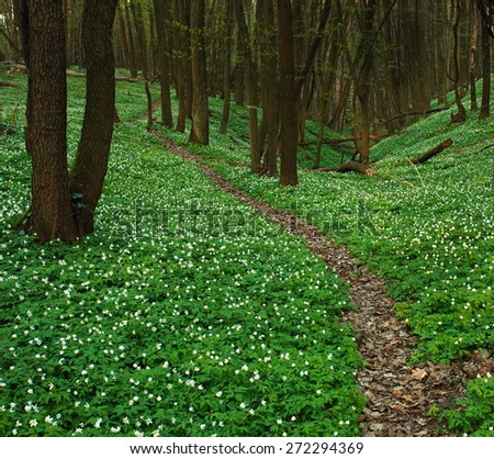 The trail in the blossoming green forest, spring nature background
