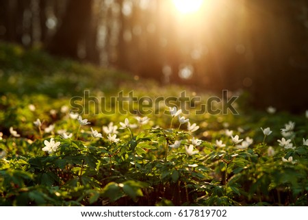 Similar – Image, Stock Photo Spring awakening