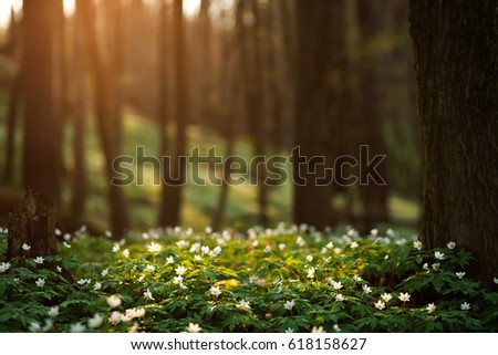 Similar – Image, Stock Photo Spring awakening