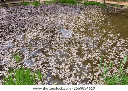 Similar – Foto Bild im See treibende rosa Blüten