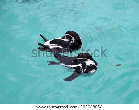 TOKYO, JAPAN - OCT 1: Humboldt Penguins at Tokyo Sea Life Park aquarium in Tokyo, Japan on October 1, 2015. Tokyo is both the capital and largest city of Japan.