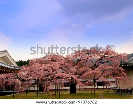 Big cherry blossom tree at Daigo-ji Temple - Kyoto, Japan