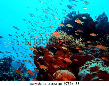 Beautiful fish world - Komodo, Indonesia