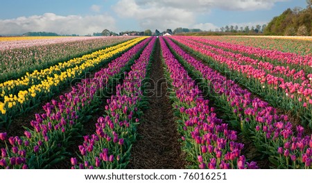 a field of tulips