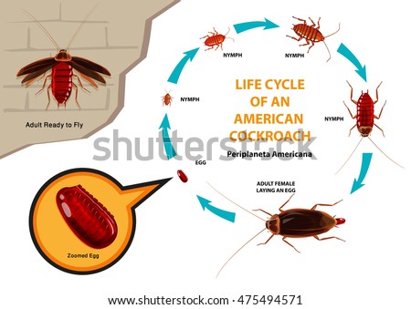 Life Cycle of an American Cockroach with scientific name Periplaneta americana. Also colloquially known as the Waterbug. Editable Clip Art. 