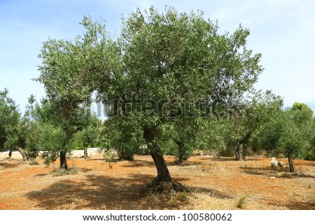 Olive tree on red soil in olive orchard