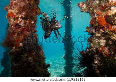 Coral and a fish with open mouth