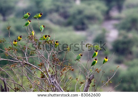 Yellow-collared Lovebird (Agapornis personatus), also called Masked Lovebird or Eye Ring Lovebird in Tarangiri National Park, Tanzania