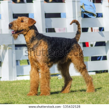 A profile view of a black and tan Airedale Terrier dog standing on the grass, looking happy. It is known as the king of terriers and for being very intelligent, independent, and strong-minded