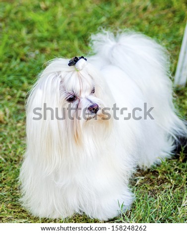 A view of a small, young and beautiful Maltese show dog with long white coat standing on the lawn. Maltese dogs have silky hair and are hypoallergenic.