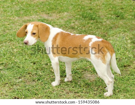 A young, beautiful, white and orange Istrian Shorthaired Hound puppy dog standing on the lawn. The Istrian Short haired Hound is a scent hound dog for hunting hare and foxes.